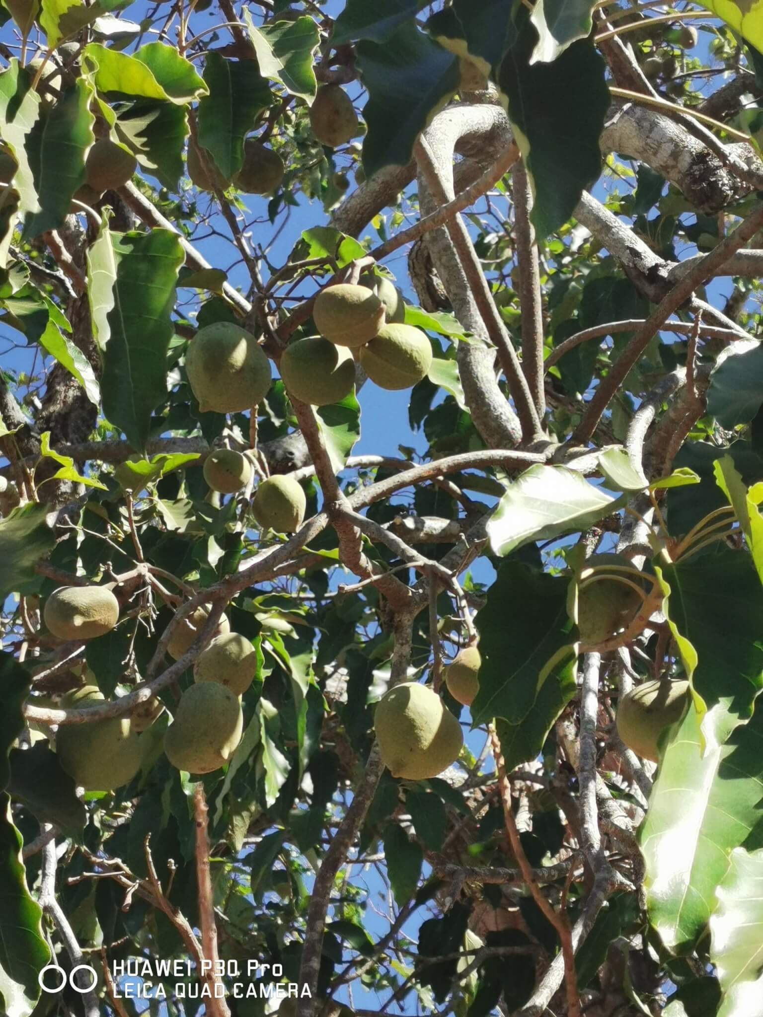 東帝汶庫奎果油