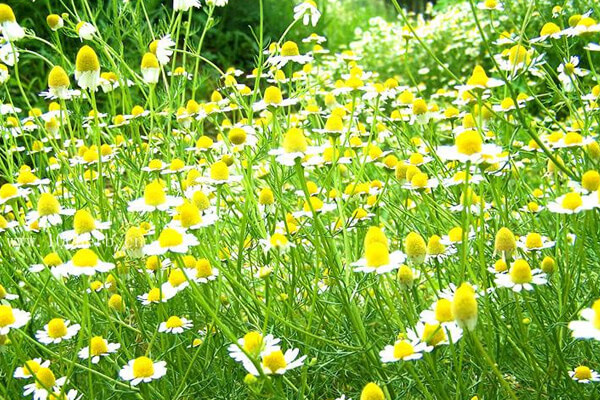 有機羅馬洋甘菊純露