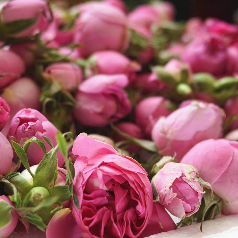 有機粉玫瑰純露