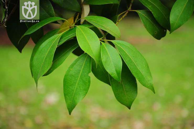 肉桂葉