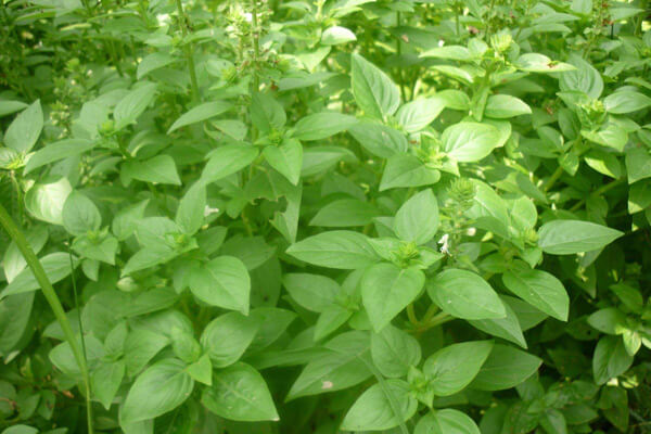 椒樣薄荷(胡椒薄荷)