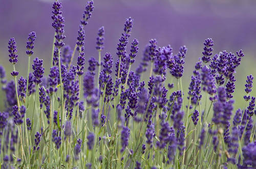 有機薰衣草純露