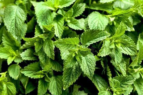 有機香蜂草純露