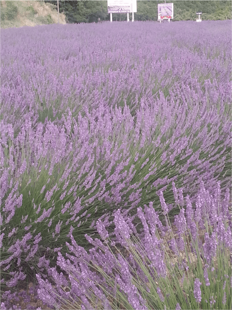 法國薰衣草種植園