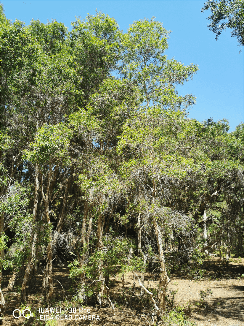 東帝汶白千層種植園