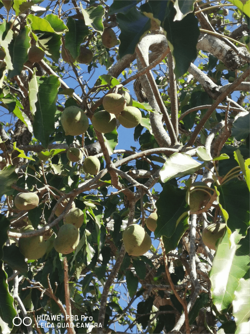 東帝汶 庫奎果有機種植園