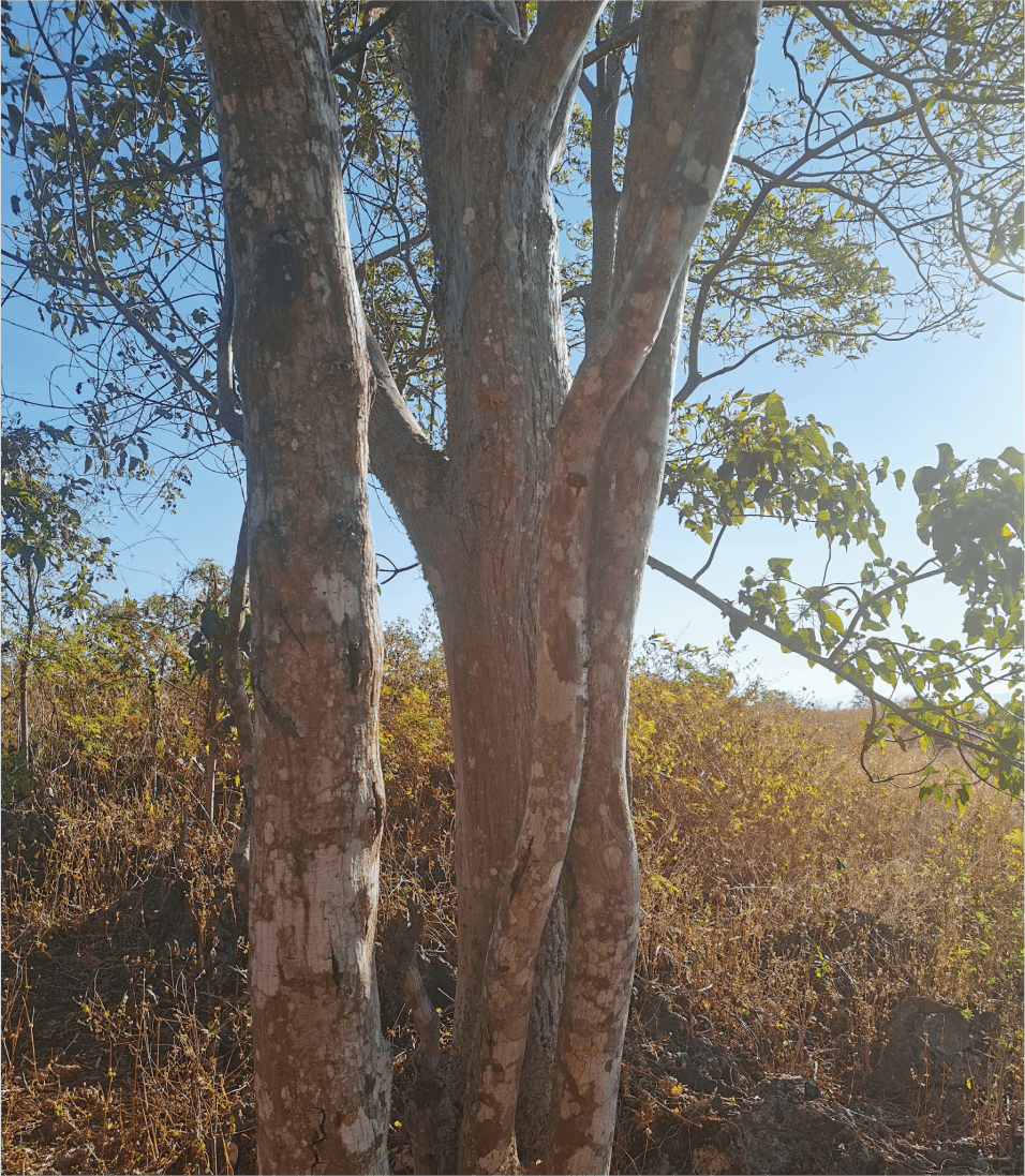 東帝汶檀香種植園