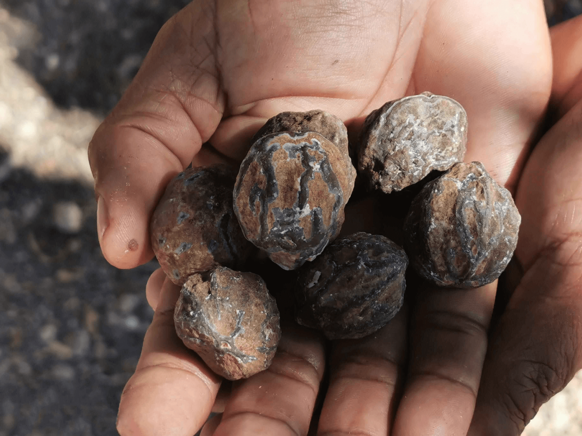 芳香世家:庫奎果拯救敏感肌的夏日危機