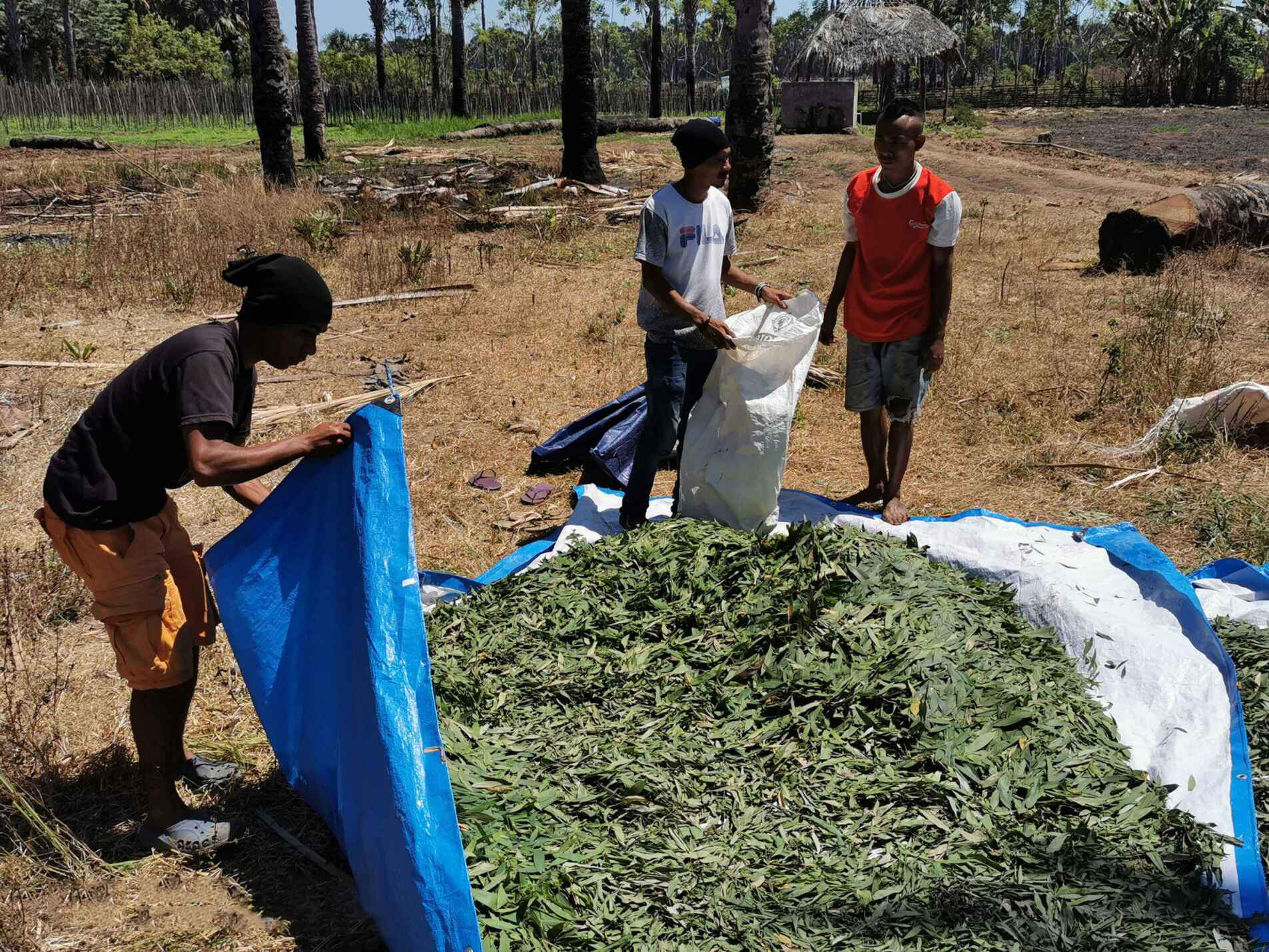 東帝汶尋香之旅：白千層精油背後的神奇故事