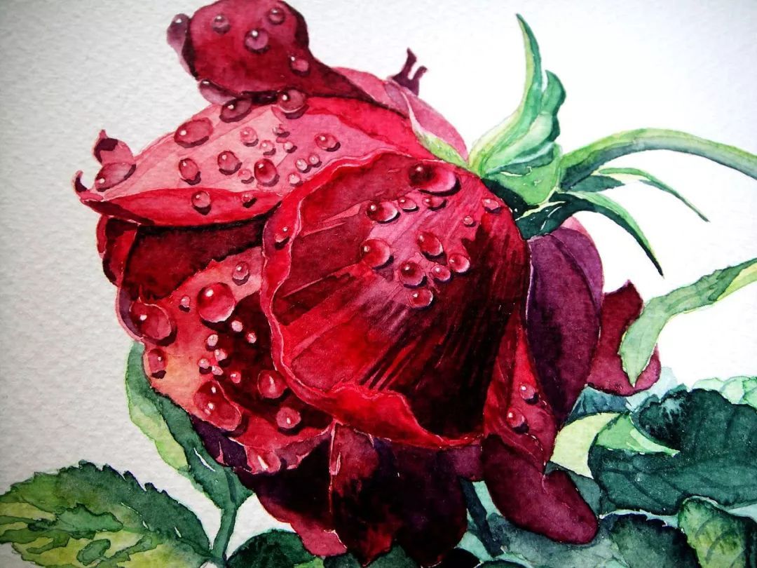 成熟女性逆齡的奧秘——印度黑玫瑰精油