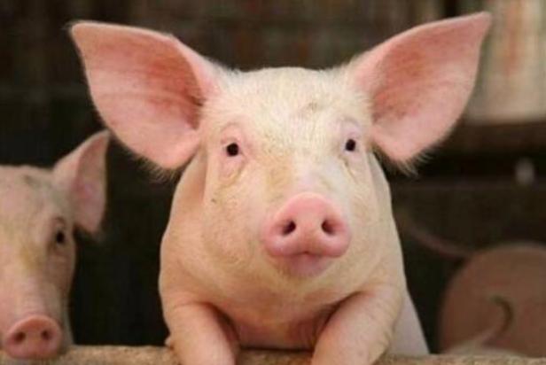 “無抗”飼料添加劑 – 牛至精油