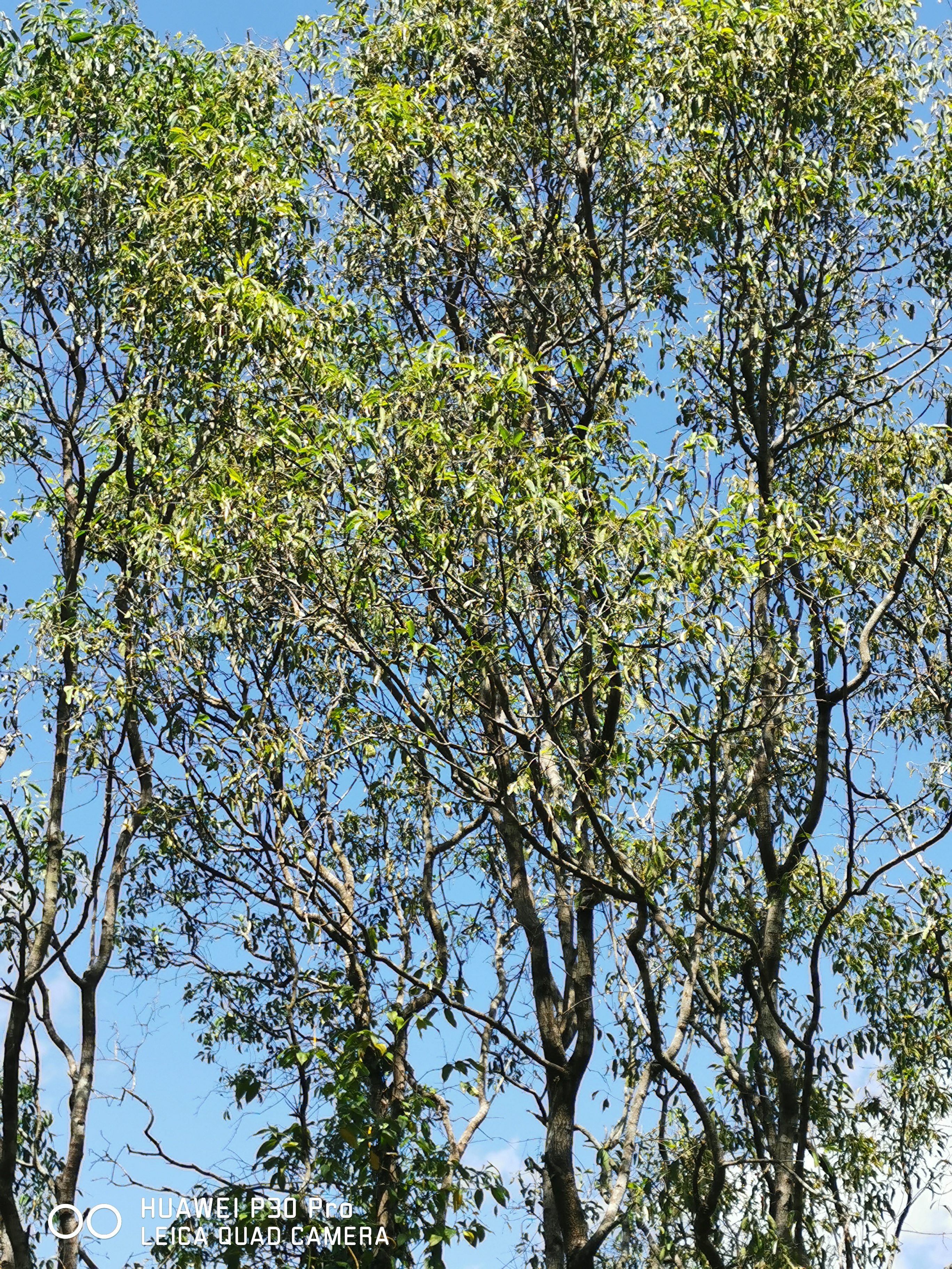 尋香東帝汶：一級檀香精油之王者歸來